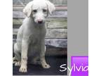 Adopt Sylvia a White - with Tan, Yellow or Fawn Australian Cattle Dog / Great
