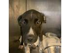 Adopt Yamaha a Black German Shorthaired Pointer / Mixed dog in Austin