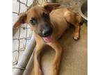 Adopt Chris Craft a Tan/Yellow/Fawn Black Mouth Cur / Mixed dog in Austin