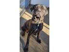 Adopt Nessy a Cane Corso dog in Windsor, CO (39096982)