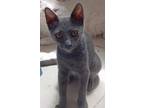Adopt Silver a Spotted Tabby/Leopard Spotted Domestic Shorthair cat in