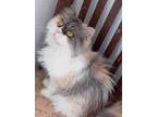 Adopt Flowie a Spotted Tabby/Leopard Spotted Persian (long coat) cat in