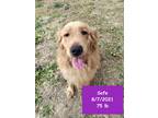 Adopt Sofe - COMING SOON a Golden Retriever / Mixed dog in West Hollywood