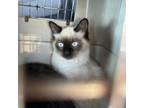 Adopt Crate a White (Mostly) Siamese / Mixed cat in St. Peters, MO (39158611)