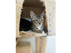 Adopt Seth a Brown Tabby Domestic Shorthair / Mixed (short coat) cat in Fort