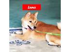 Adopt Luna - COMING SOON a Shiba Inu / Mixed dog in West Hollywood