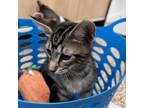 Adopt Gnocchi a All Black Domestic Shorthair / Mixed cat in Tempe, AZ (39158544)