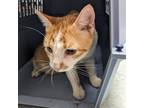 Adopt Jeffrey a White Domestic Shorthair / Mixed cat in Philadelphia