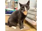 Adopt Bobby a White Domestic Shorthair / Mixed cat in Philadelphia