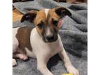 Adopt Breakfast Litter: Oatmeal a Brown/Chocolate Beagle / Mixed dog in