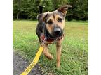 Adopt Junebug a Black Shepherd (Unknown Type) / Mountain Cur / Mixed dog in