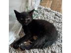 Adopt London a All Black Domestic Shorthair / Mixed cat in Cabot, AR (39158498)