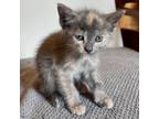 Adopt Laurel a Tan or Fawn Domestic Shorthair / Mixed cat in Cabot