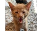 Adopt Lars a Orange or Red Domestic Shorthair / Mixed cat in Cabot
