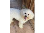 Adopt Diosa a White Bichon Frise / Mixed dog in San Diego, CA (39153088)