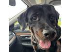 Adopt Teddy a Black Rottweiler / Labrador Retriever / Mixed dog in Kokomo