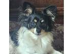 Adopt Spiced Blackberry Cider a Black Papillon / Mixed dog in Shawnee
