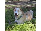 Adopt Leo a Tan/Yellow/Fawn Border Collie / Mixed dog in Lakeland, FL (39158480)