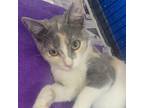 Adopt Agnes a Gray or Blue Domestic Shorthair / Mixed cat in Clarksdale