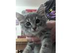 Adopt Darcy a Gray, Blue or Silver Tabby Domestic Longhair (long coat) cat in