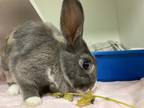 Adopt Heart Catcher a Other/Unknown / Mixed rabbit in Brooklyn, NY (39141231)