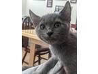 Adopt Phinneas a Gray or Blue Russian Blue (short coat) cat in Rocklin