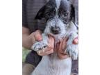 Adopt Sloan a White - with Black Jack Russell Terrier / Shih Tzu / Mixed dog in