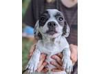 Adopt O'Malley a White - with Black Jack Russell Terrier / Shih Tzu / Mixed dog