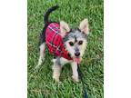 Adopt Fer a Black - with Gray or Silver Schnauzer (Miniature) / Norwich Terrier