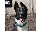 Adopt HERCULES a Black Border Collie / Shepherd (Unknown Type) / Mixed dog in