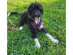 Adopt Monik a White - with Black Poodle (Standard) / Aussiedoodle / Mixed dog in