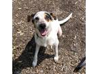 Adopt Harper a White - with Tan, Yellow or Fawn Jack Russell Terrier / Smooth