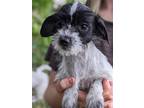 Adopt Karev a White - with Black Jack Russell Terrier / Shih Tzu / Mixed dog in