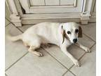 Adopt Scoobert a Tan/Yellow/Fawn - with White Beagle / Mixed dog in Las Vegas