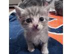 Adopt Diamond a Gray or Blue Domestic Shorthair / Mixed cat in Auburn