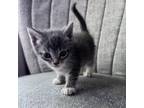 Adopt Amethyst a Gray or Blue Domestic Shorthair / Mixed cat in Auburn