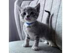 Adopt Moonstone a Gray or Blue Domestic Shorthair / Mixed cat in Auburn