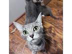 Adopt Emerald a Gray or Blue Domestic Shorthair / Mixed cat in Auburn