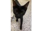 Adopt Mason a Domestic Shorthair / Mixed cat in Fresno, CA (39158245)