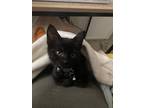 Adopt JiJi a All Black Domestic Shorthair / Domestic Shorthair / Mixed cat in