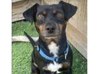 Adopt Rigby a Black - with Tan, Yellow or Fawn Miniature Pinscher / Mixed dog in