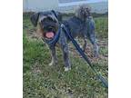 Adopt Ali a Black - with Gray or Silver Poodle (Standard) / Schnauzer (Standard)