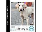 Adopt Sturgis 090923 a White - with Tan, Yellow or Fawn Beagle / Hound (Unknown