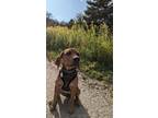 Adopt Ranger a White Redbone Coonhound / Beagle / Mixed dog in Little Chute