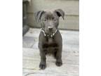 Adopt Patrick a Black Labrador Retriever / Mixed dog in Steinbach, MB (39158201)