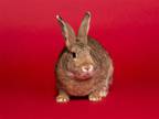 Adopt Harold a Agouti American / Mixed (short coat) rabbit in Antioch