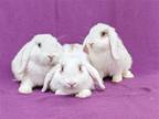 Adopt Zoey a White Lop, Holland / Mixed (short coat) rabbit in Antioch