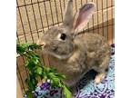 Adopt Clarence a Grey/Silver American / Mixed (short coat) rabbit in Antioch