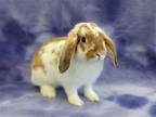 Adopt Gerald a White Lop, Holland / Mixed (short coat) rabbit in Antioch