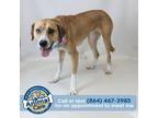 Adopt Cammie a Tan/Yellow/Fawn Anatolian Shepherd / Mixed dog in Greenville